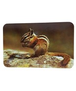 Postcard Chipmunk Eating Nuts Universal Pet In The Mountains Chrome Unpo... - $6.83 CAD