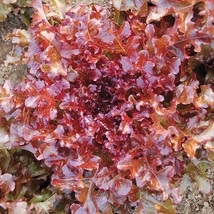 Lettuce Seeds - Leaf - Salad Bowl Red- Outdoor Living - Gardening - Free Shippin - $28.99