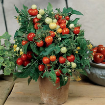 Fresh Seeds 50 Seeds Strongboy Micro Dwarf Tomato Tomatoes Juicy Vegetable Garde - $7.32