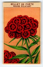1920&#39;s Flower Seed Art Print OEILLET DE POETE Lithograph Original Vintage Unused - £10.03 GBP