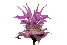 600 bergamot wild seeds bee balm a perennial medicinal herb   culinary flower thumb200