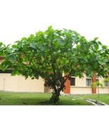 FREE SHIPPING 10 seeds Elephant Ear Fig Tree {Ficus auriculata} Organic  - $15.51