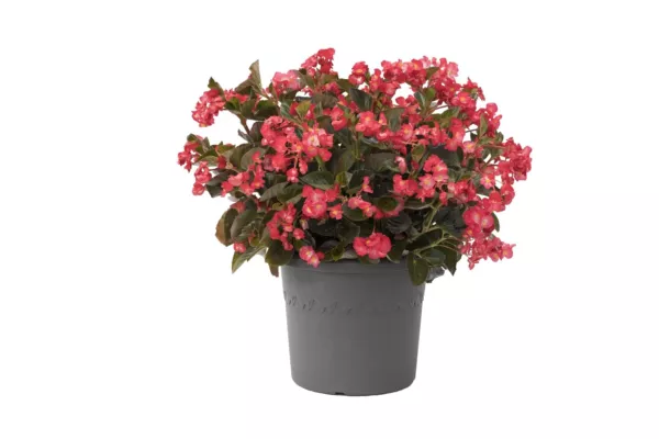 Viking Begonia Seeds 15 Pelleted Seeds Viking Begonia Coral Flame Bronze Leaf Fr - £12.70 GBP