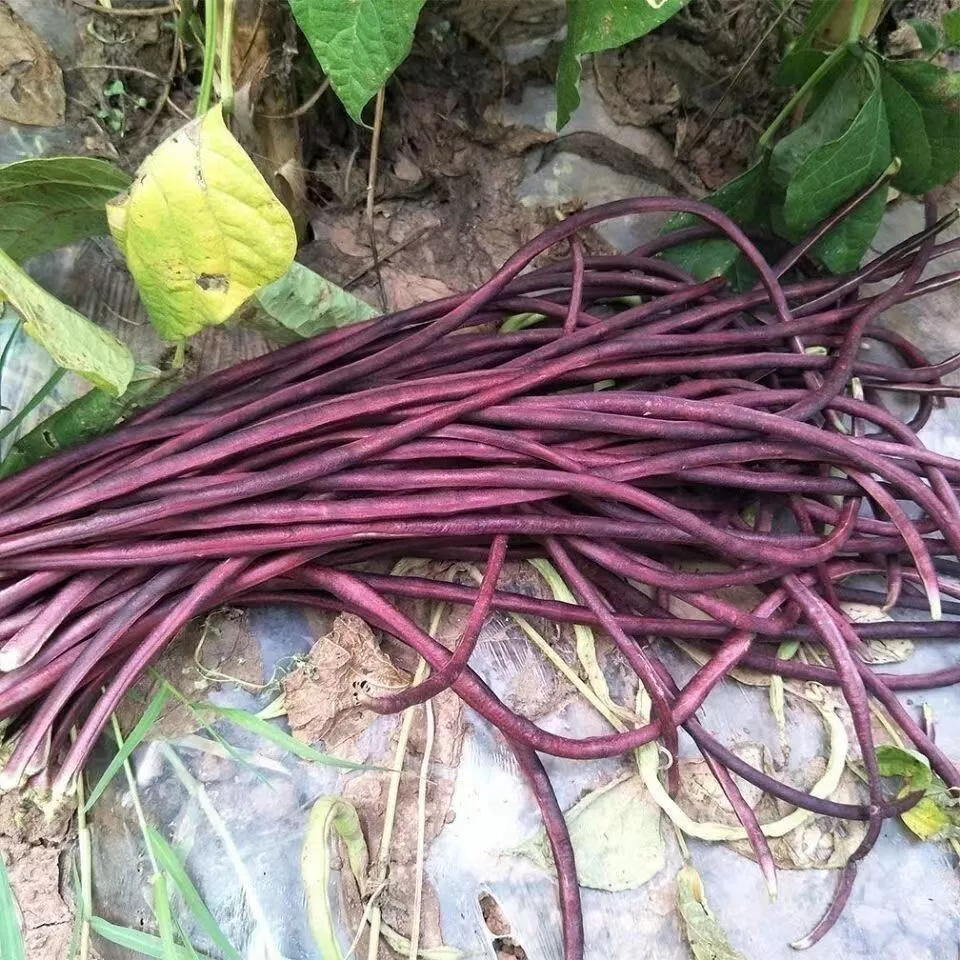 SKMO Purple-red Yard Long Bean Vegetable Heirloom 20 Seeds Indoor Gardening - $13.58 CAD