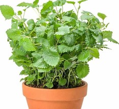 200 Lemon Balm Seeds Melissa Officinalis Common Balmmint Sweet Balm Fresh Garden - £4.99 GBP