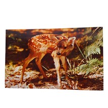 Postcard Baby Deer Fawn Forest Animal Chrome Posted - $8.70