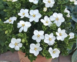 Gardenia Jasminoides (Cape Jasmine) 25 seeds - £2.62 GBP