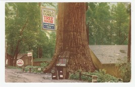 Vintage Postcard World Famous Tree House Redwood Highway California - £5.41 GBP
