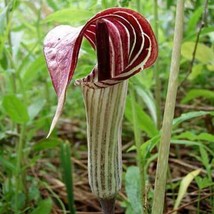 Best USA Seller Arisaema Triphyllum Bog Onion Brown Dragon Indian Turnip 10 Seed - £13.82 GBP