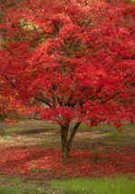 FREE SHIPPING 10 seeds Red Paperbark Maple {Acer griseum} - £10.33 GBP