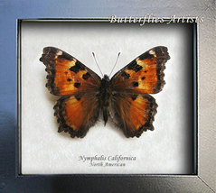 California Tortoiseshell Nymphalis Californica Real Butterfly Entomology Display - £46.29 GBP