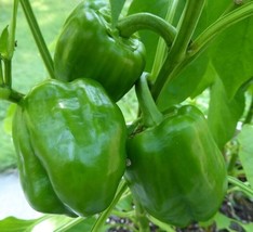 HSeeds Emerald Giant Bell Pepper Seeds 50+ Sweet Vegetable Garden Non-Gmo Usa Fr - $2.90