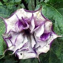 Purple Moon Angel Trumpet Datura /Yellow Datura Metel Flowers, Professional Pack - £6.94 GBP