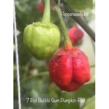 25 Seeds 7 Pot Bubble Gum Pumpkin Red Pepper Planting Fresh Garden - $9.32