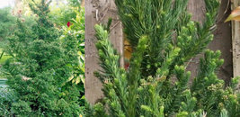 Cryptomeria Japoncia Black Dragon Japanese Cedar image 4
