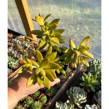 Succulent Coppertone Stonecrop or Sedum nussbaumerianum 4&quot; Pot Live Plant - £11.07 GBP