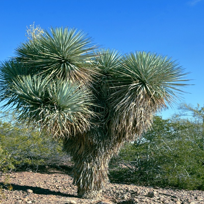 HT 10 Blue Yucca Tree Seeds Yucca Rigida Exotic Agave Cold Zone 5 Fast ...