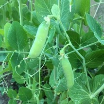 Seeds 25 Pea Early Alaska Pod Vegetable Garden Heirloom Nongmo - £7.32 GBP