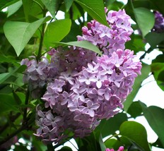 100 Early Broadleaf Lilac Seeds - Syringa oblata - Fragrant Purple Flower Shrub - £11.70 GBP