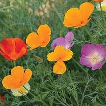 Best 100 Seeds California Poppy Mix Flowers Garden - £3.84 GBP