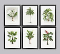 Palm Pattern: Botanical Illustrations of Palms Artwork-
show original title

... - £5.75 GBP+