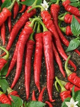 GIB Pepper Cayenne Red 100 Seeds - £7.19 GBP