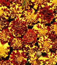 RD 25+ Mr. Majestic Double French Marigold Seeds for Garden  - $5.15