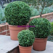 New Fresh Buxus Sinica Chinese Boxwood Seed - £8.86 GBP