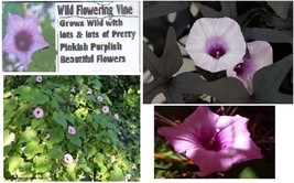 Wild Mini Flowering Pale Pink/Dark Cherry Ctr. Morning Glory Vine 25 See... - $8.97