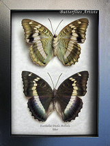 Set Blue Duchess Euthalia Duda Bellula RARE Real Butterflies Entomology ... - $109.99