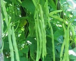 50 Seeds Kentucky Wonder Pole Bean Seeds Native Heirloom Vegetable Garde... - $8.99