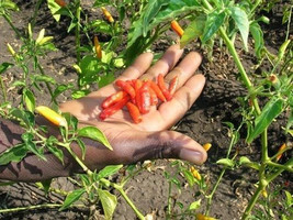 25 Zambian Hot Chile Pepper Seeds-1158A - £3.18 GBP