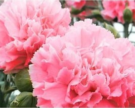 50+ Carnation Flower Seeds Rose A39 Fresh - £7.69 GBP