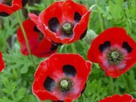 Poppy- Ladybird, 300 Seeds+BUY 2 GET 1 FREE+RETURN CUSTOMER BONUSES - £2.73 GBP
