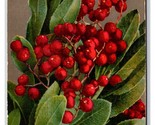 Cluster of Red Berries on Branch UNP DB Postcard Z5 - $2.92