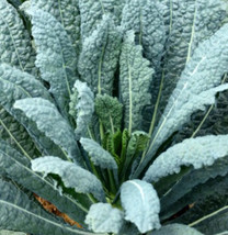 FA Store 500 Seeds Kale Lacinato Dinosaur Kale Salads 30 Day Harvest Hei... - $10.08