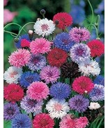 LWK 50 Dwarf Mix Bachelor&#39;S Button Seeds Annual Seeds Flowers Fast Shipping - $207.25 MXN