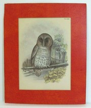 Vintage Matted Owls Print 16.5x13.5 Birds Home Decor - £6.01 GBP