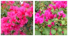 Live Bougainvillea Well Rooted JUANITA HATTEN starter/plug plant Gardening - £33.03 GBP