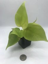 4” Pot Neon Philodendron plant - $42.40