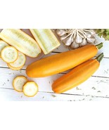 LKS 50 Golden Zucchini Heirloom Summer Bush Squash Cucurbita Yellow Seed... - $11.23