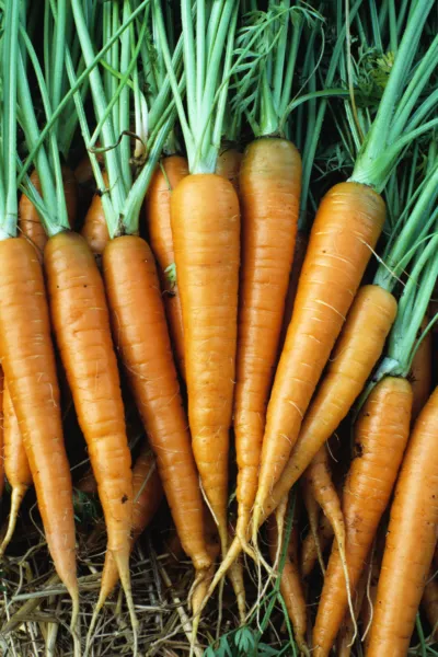 Danvers 126 Carrot Seed 200 Count Pkt. Tender / Sweet Garden USA Seller - £2.68 GBP