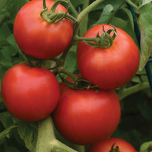 50 Seeds Bhn 624 Tomato Juicy Tomatoe Vegetable Edible Foodgardening Bea... - $8.82