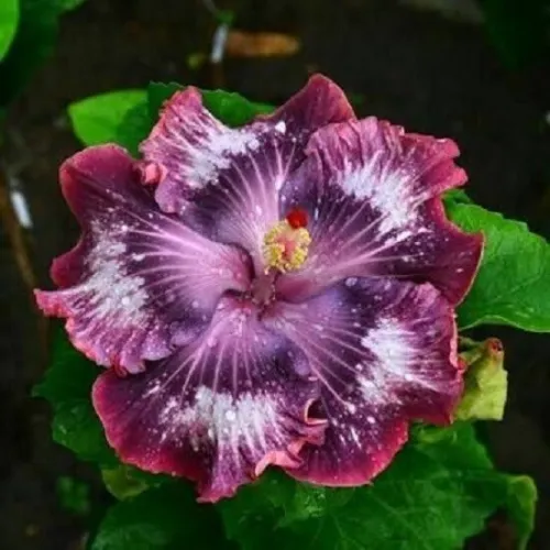 TISSS 25 Seeds Silver Pink Purple Hibiscus Flowers USA Seller - $10.53