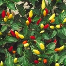 50 Tabasco Pepper Hot Red Capsicum Fruitescens Vegetable Seeds New Fresh Seeds U - $14.90