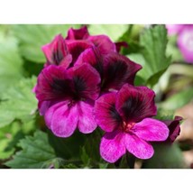 25+ Martha Washington Regal Geranium Seeds | Colorful Blooms - $16.50