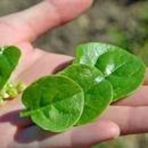 50 Heirloom Green Malabar Spinach Vegetable Seeds - $10.10