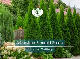 10 Arborvitae Emerald Green Cuttings, Thuja Emerald, Unrooted Shrub 10-1... - $72.33 CAD