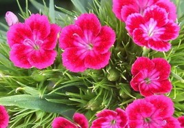Beautiful RedPink Virgo Sementes Terrace Garden Flowers Seeds 100 Seeds - $4.06 CAD