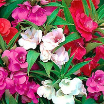 Camelia Flowered Mix Impatiens Seeds 50-1000 Seeds Non-Gmo 1262 USA Seller Garde - £4.02 GBP